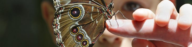 Bambino e farfalla, Darwin Week a Città della Scienza