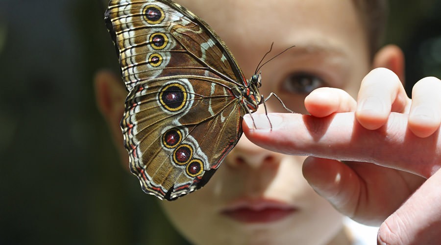 Niño y mariposa, Semana Darwin en Città della Scienza