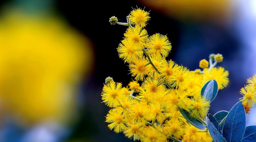 Mimose, Festa della Donna