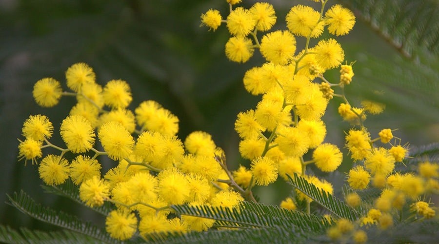 Mimose，妇女节