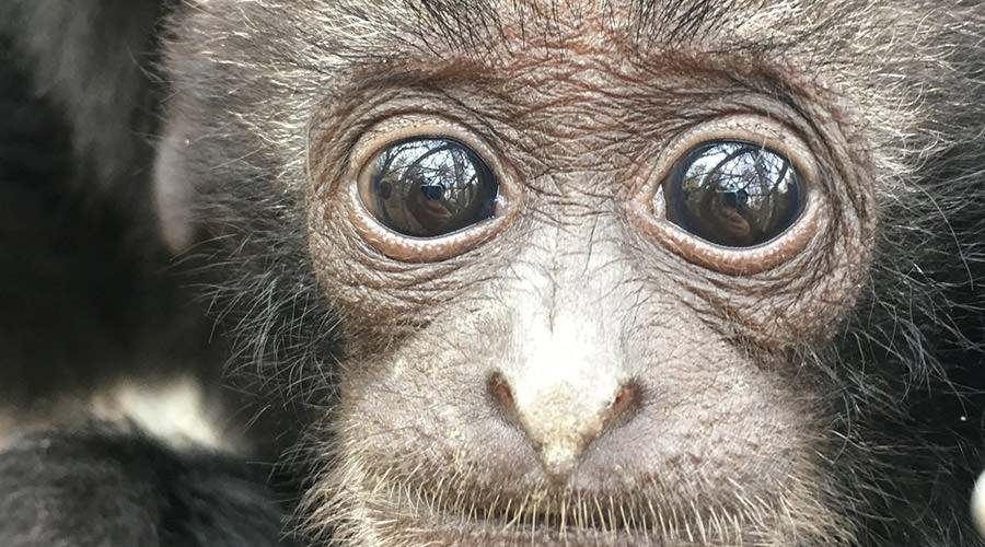 Cucciolo di Siamango allo Zoo di Napoli