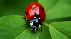 Ladybug