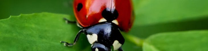Coccinella