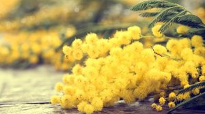 Mimose женский день