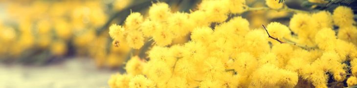 Mimose Festa della donna