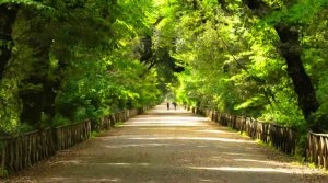 Bosco in Rosa 2019 a Napoli al Bosco di Capodimonte: correndo tra capolavori artistici