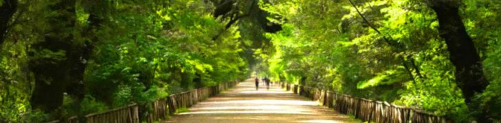 Bosco di Capodimonte