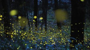 Die Magie der Glühwürmchen am Avernosee: Führung und Aperitif