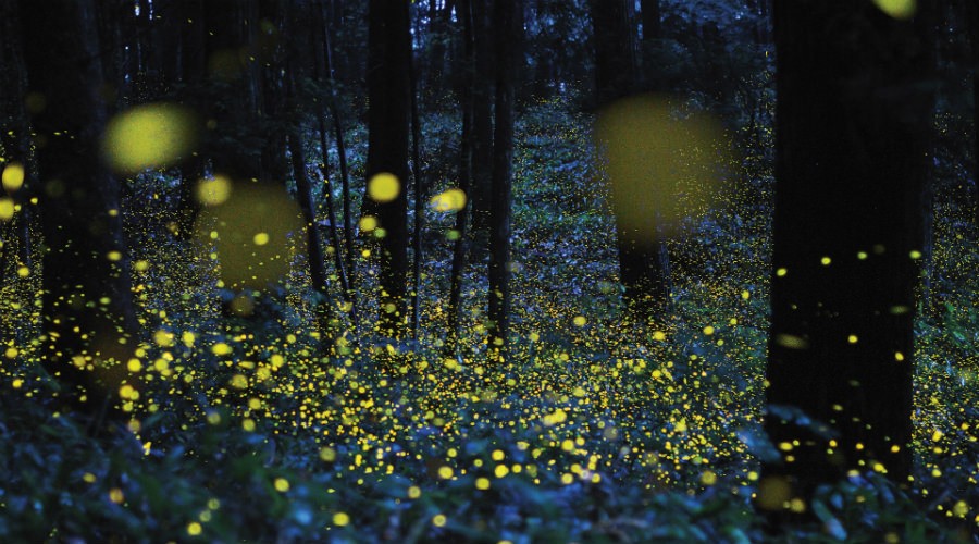 Fireflies