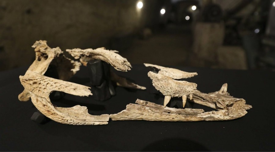 Restos de cocodrilo encontrados en la Galleria Borbonica
