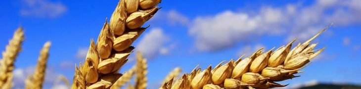 Grano