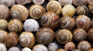 Fête de l'escargot et du tammorre à Fontanavecchia Faicchio