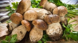 Porcini mushrooms