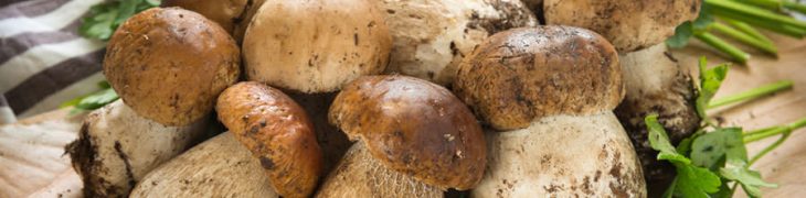 Funghi porcini