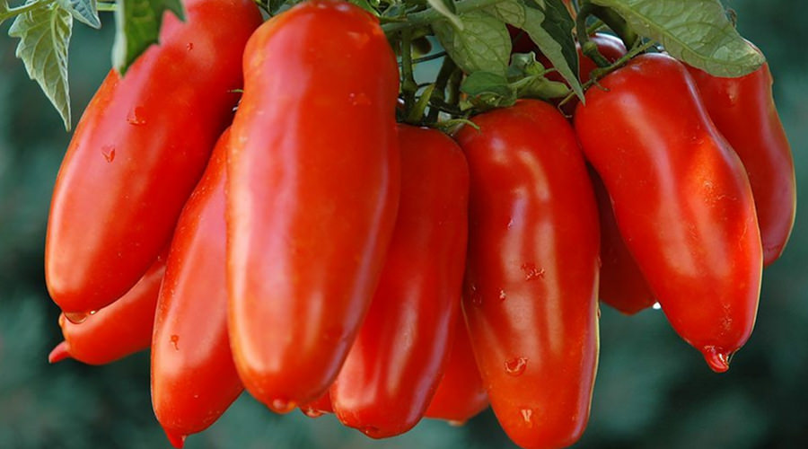 Tomate San Marzano