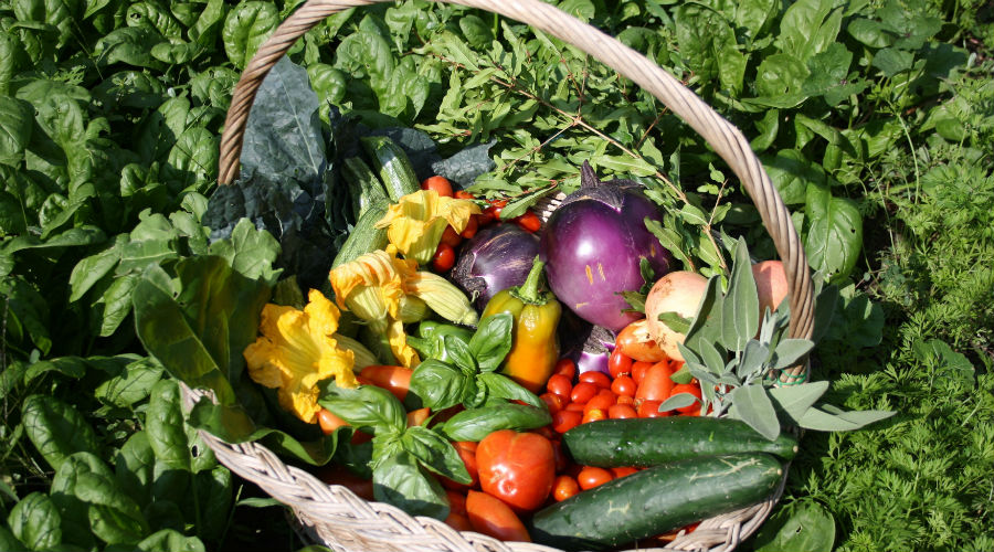 Products from the vegetable garden