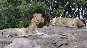 ナポリ動物園