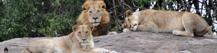 Zoo di Napoli