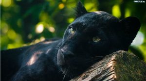 Panthère au zoo de Naples