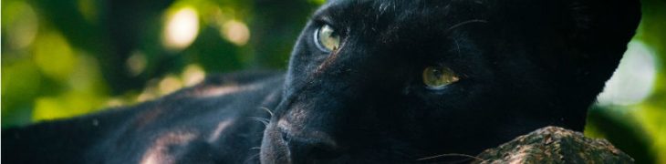 Pantera allo zoo di Napoli