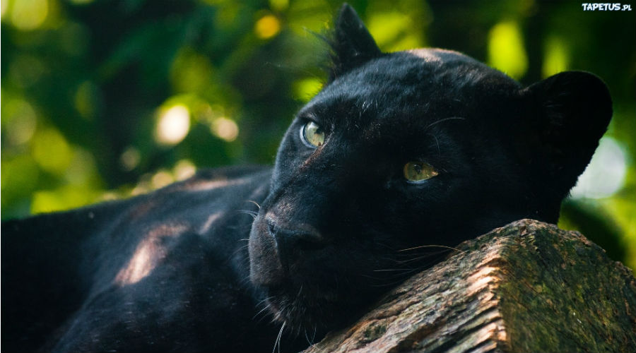 Pantera en el zoológico de Nápoles