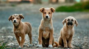 Apre a Napoli il centro di accoglienza e riabilitazione per cani abbandonati