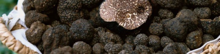 Tartufo