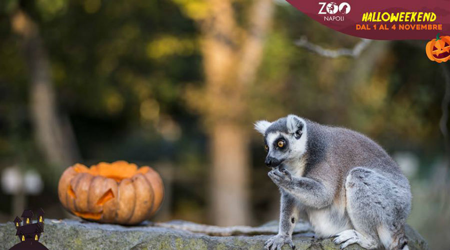 Dia das Bruxas do zoológico de Nápoles