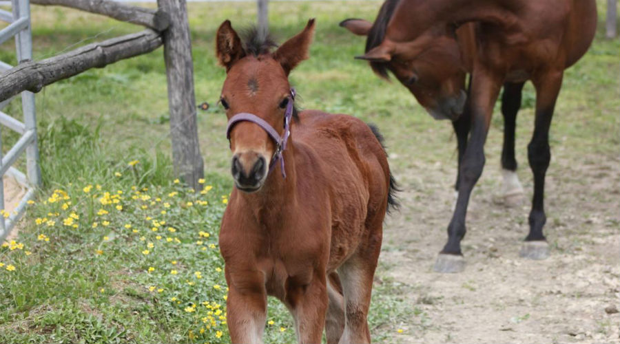 jour du cheval Giugliano