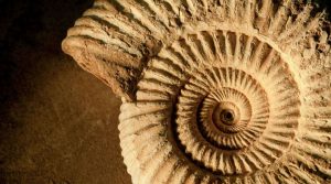 Paleomare alla Città della Scienza a Napoli: la mostra di antichi fossili marini