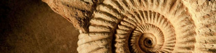 Fossile