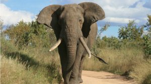 Elefante Zoo di Napoli