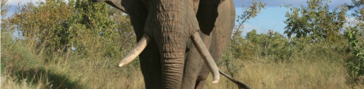 Elefante Zoo di Napoli