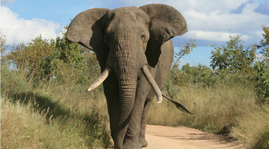 Elefante no zoológico de Nápoles