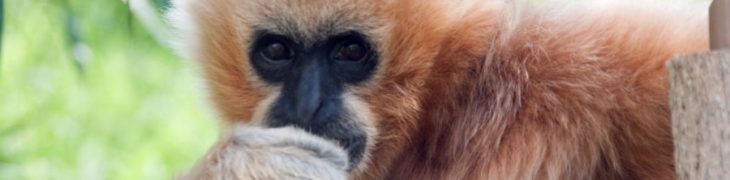 Gibboni zoo di Napoli