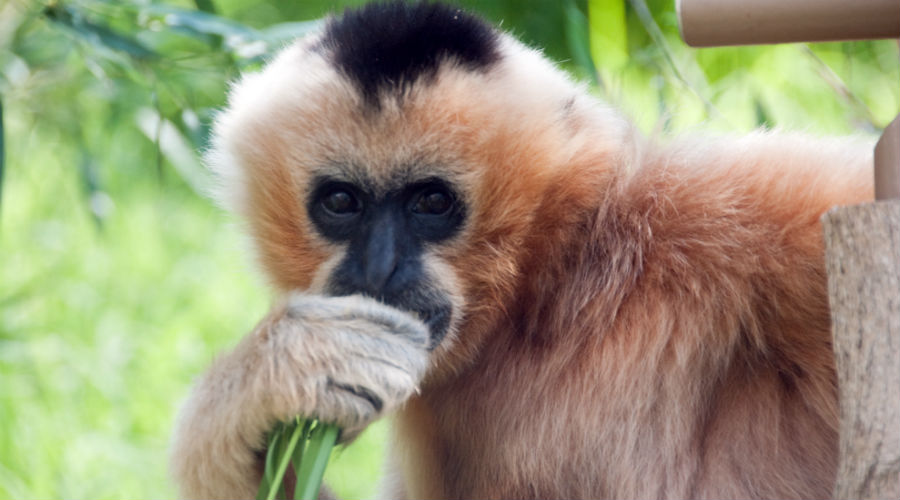 Gibboni zoo de Naples