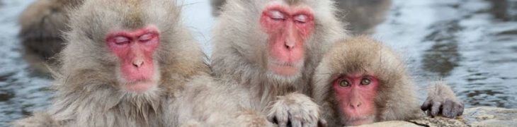 macaco giapponese