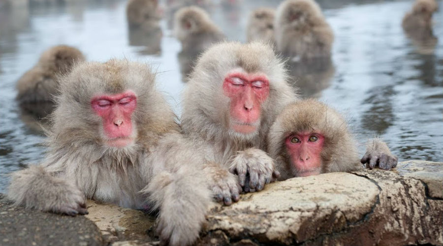 Japanese macaque