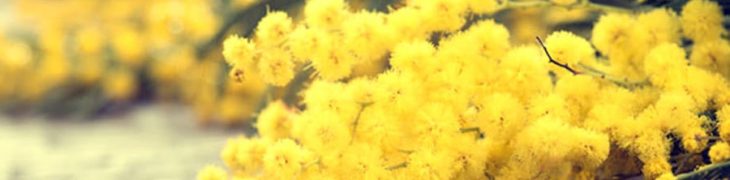 Mimosa
