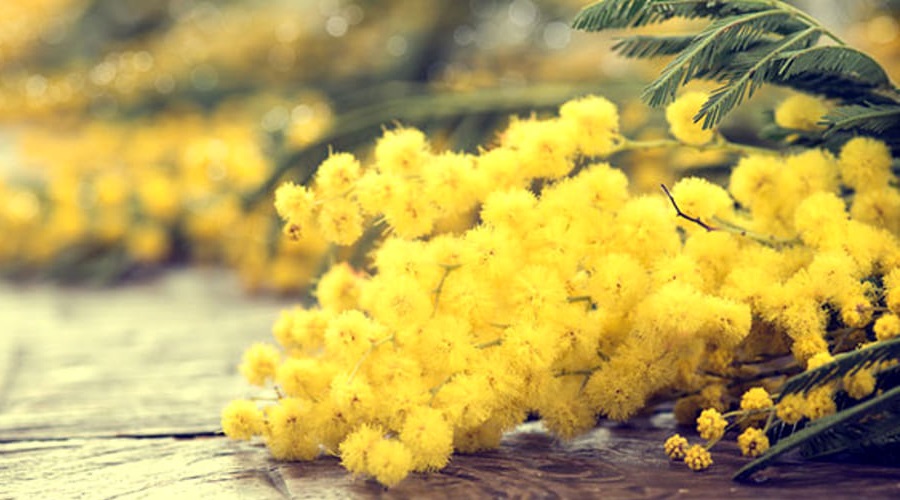 Mimose