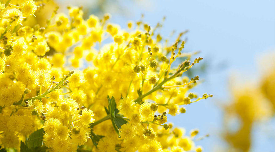 Mimose