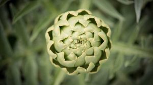 Tanagro artichoke