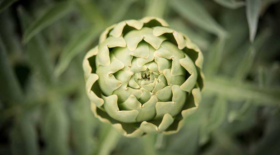 Alcachofa tanagro