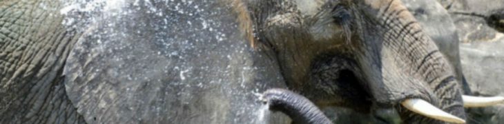 Elefante