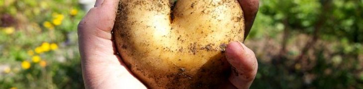 Kartoffelkönigin