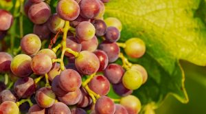 La sagra dell'uva a Sant'Agnello promette tanto divertimento ed ottimo cibo