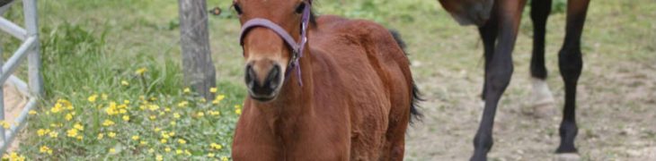 giornata del cavallo giugliano