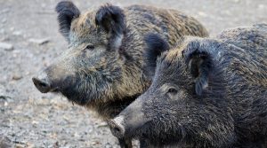 Boars