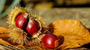 chestnuts