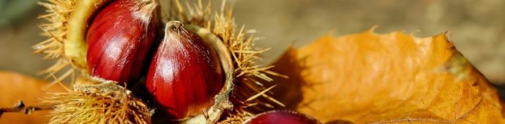castagne